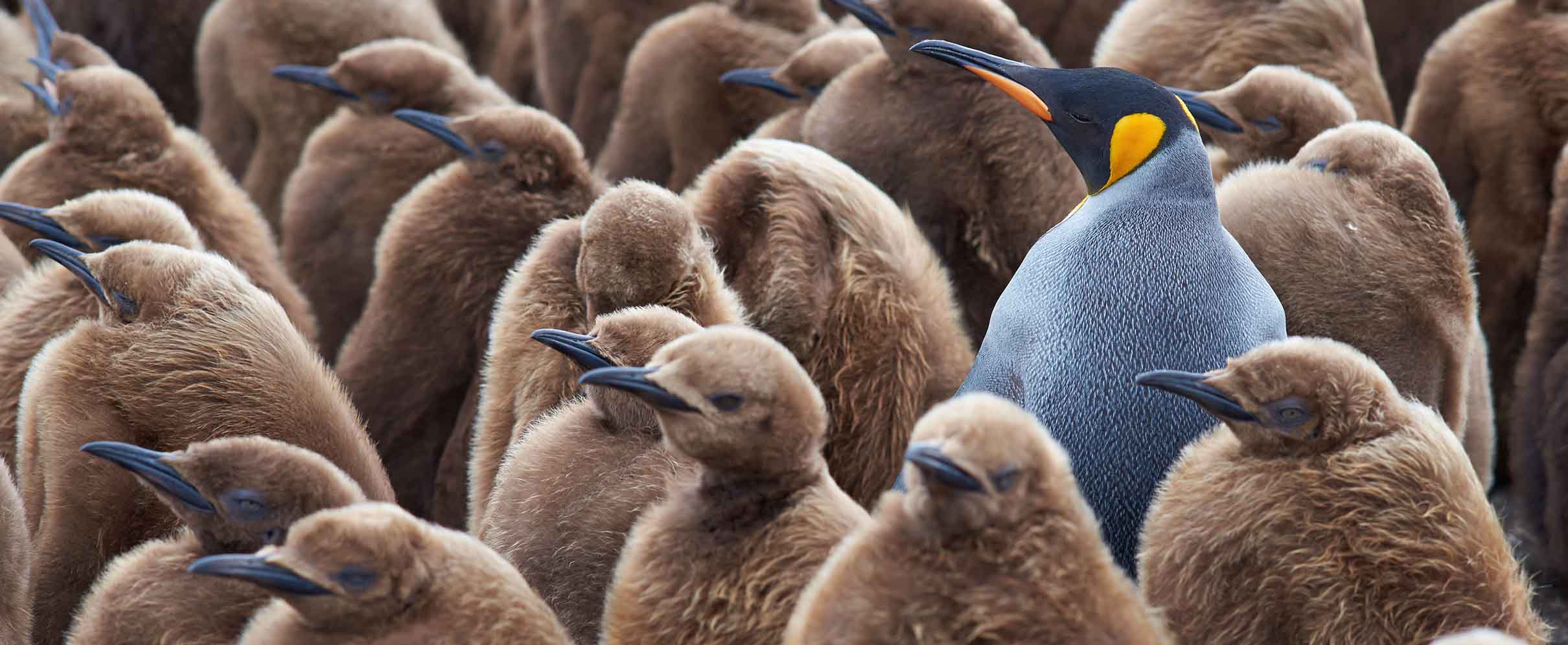 A gray and black penguin stands out from a group of brown penguins.